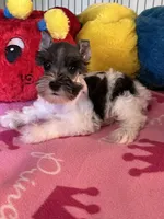 Katy, a female Miniature Schnauzer for sale in Jacksonville, TX – 5 of 9