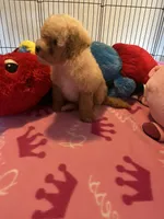 Kat, a female Maltipoo for sale in Jacksonville, TX – 2 of 8