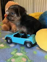 Gizmo, a male Yorkshire Terrier for sale in Jacksonville, TX – 8 of 9