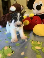 Doby, a male Miniature Schnauzer for sale in Jacksonville, TX – 4 of 8