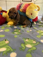Red (short hair), a male Miniature Dachshund for sale in Jacksonville, TX – 8 of 10