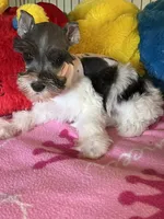Katy, a female Miniature Schnauzer for sale in Jacksonville, TX – 3 of 9