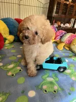 Toby, a male Maltipoo for sale in Jacksonville, TX – 8 of 9