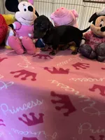 Sammi, a female Miniature Dachshund for sale in Jacksonville, TX – 8 of 10