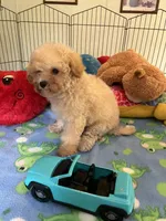 Toby, a male Maltipoo for sale in Jacksonville, TX – 9 of 9