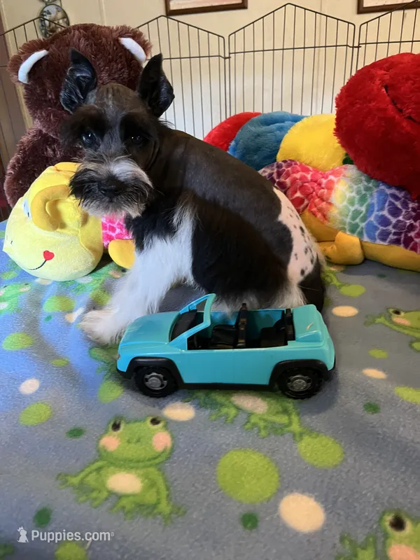 Teddy – Miniature Schnauzer puppy for sale in Jacksonville, TX