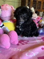 Maddie, a female Shihpoo and Shih Tzu for sale in Jacksonville, TX – 3 of 8
