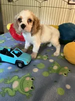Biscuit , a male Cocker Spaniel and Cockalier for sale in Jacksonville, TX – 2 of 10