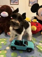 Davy, a male Miniature Schnauzer for sale in Jacksonville, TX – 8 of 10
