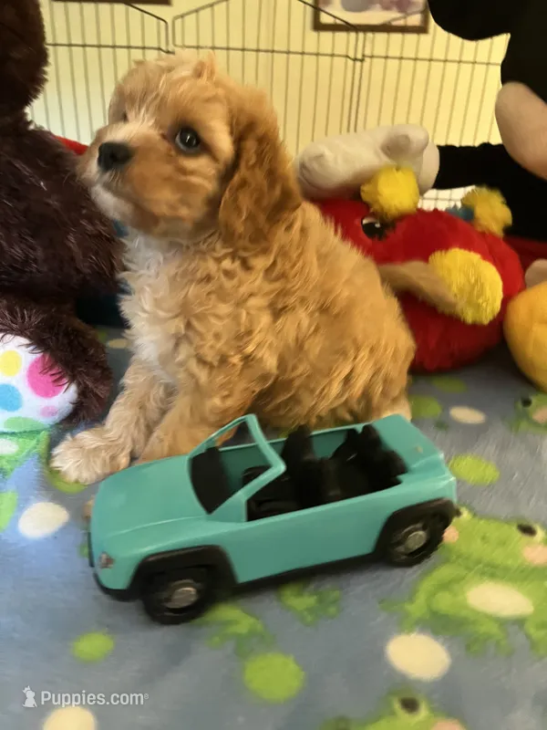 Tex – Cavapoo puppy for sale in Jacksonville, TX
