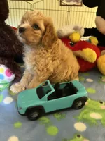Tex, a male Cavapoo for sale in Jacksonville, TX – 1 of 9