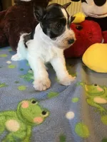 Doby, a male Miniature Schnauzer for sale in Jacksonville, TX – 6 of 8
