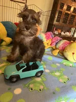 Max, a male Miniature Schnauzer for sale in Jacksonville, TX – 5 of 10