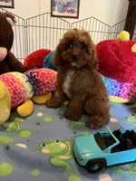 Red , a male Cavapoo for sale in Jacksonville, TX – 5 of 10
