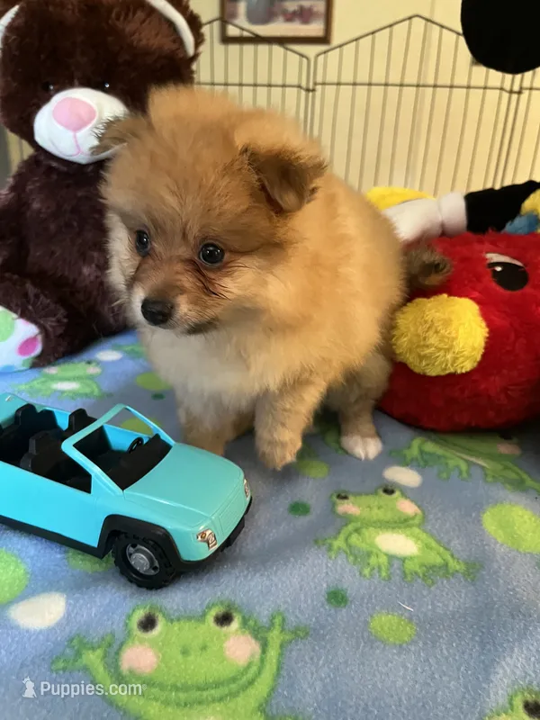 Rusty – Pomeranian puppy for sale in Jacksonville, TX