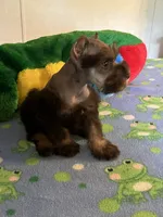 Coco, a male Miniature Schnauzer for sale in Jacksonville, TX – 3 of 9