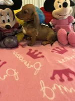 Daisy (short hair), a female Miniature Dachshund for sale in Jacksonville, TX – 8 of 10