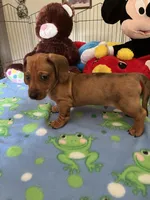 Max, a male Miniature Dachshund for sale in Jacksonville, TX – 6 of 10
