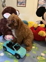 Rudy, a male Cavapoo for sale in Jacksonville, TX – 5 of 10