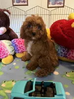 Red , a male Cavapoo for sale in Jacksonville, TX – 4 of 10
