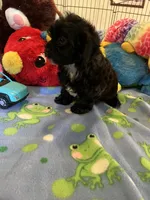 Shadow, a male Shihpoo and Shih Tzu for sale in Jacksonville, TX – 3 of 9