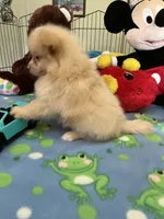 Teddy, a male Pomeranian for sale in Jacksonville, TX – 8 of 9