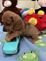 Simba, a male Miniature Dachshund for sale in Jacksonville, TX – 2 of 10