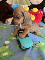 Simba, a male Miniature Dachshund for sale in Jacksonville, TX – 3 of 10