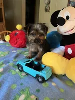 Davy, a male Yorkshire Terrier for sale in Jacksonville, TX – 5 of 9
