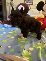 Coco, a male Miniature Schnauzer for sale in Jacksonville, TX – 7 of 9