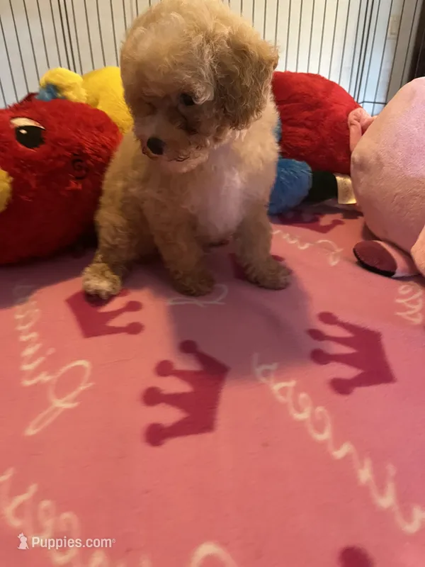 Kat – Maltipoo puppy for sale in Jacksonville, TX