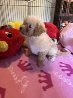 Kat, a female Maltipoo for sale in Jacksonville, TX – 6 of 8