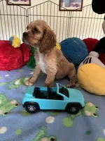 Max, a male Cocker Spaniel and Cockalier for sale in Jacksonville, TX – 4 of 9