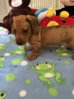 Max, a male Miniature Dachshund for sale in Jacksonville, TX – 3 of 10