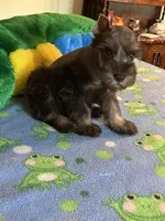 Coco, a male Miniature Schnauzer for sale in Jacksonville, TX – 7 of 9