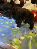 Coco, a male Miniature Schnauzer for sale in Jacksonville, TX – 2 of 9