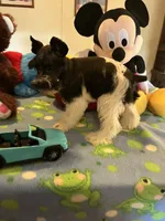 Davy, a male Miniature Schnauzer for sale in Jacksonville, TX – 5 of 10