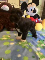 Coco, a male Miniature Schnauzer for sale in Jacksonville, TX – 4 of 9