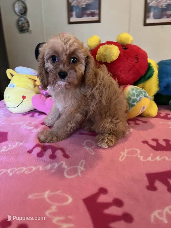 Daisy – Cavapoo puppy for sale in Jacksonville, TX