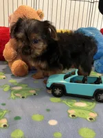 Gizmo, a male Yorkshire Terrier for sale in Jacksonville, TX – 4 of 9