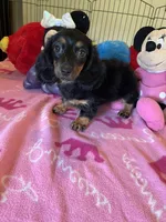 Lily (long hair), a female Miniature Dachshund for sale in Jacksonville, TX – 2 of 8
