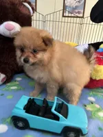 Rusty, a male Pomeranian for sale in Jacksonville, TX – 2 of 5