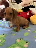 Max, a male Miniature Dachshund for sale in Jacksonville, TX – 5 of 10