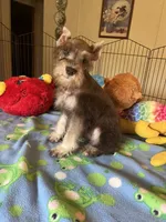 Sam, a male Miniature Schnauzer for sale in Jacksonville, TX – 9 of 10