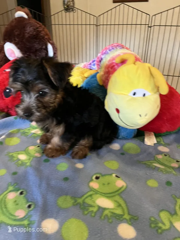 Max – Yorkshire Terrier puppy for sale in Jacksonville, TX