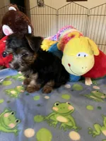 Max, a male Yorkshire Terrier for sale in Jacksonville, TX – 1 of 10