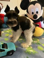 Davy, a male Miniature Schnauzer for sale in Jacksonville, TX – 10 of 10