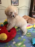 Toby, a male Maltipoo for sale in Jacksonville, TX – 7 of 9
