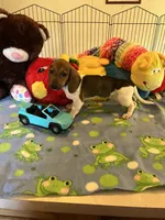 Bobo, a male Miniature Dachshund for sale in Jacksonville, TX – 8 of 9