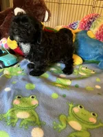 Shadow, a male Shihpoo and Shih Tzu for sale in Jacksonville, TX – 2 of 9